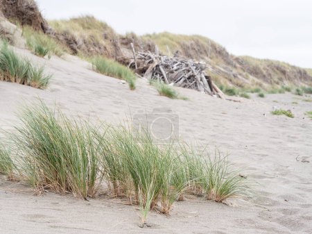 Téléchargez les photos : Paysage côtier avec de nouvelles herbes marines poussant au premier plan - en image libre de droit