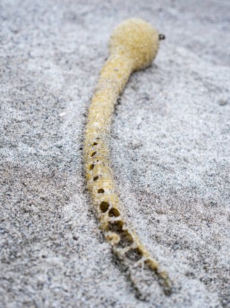 Foto de Detalle de algas marinas en descomposición descansando en la arena junto al océano - Imagen libre de derechos