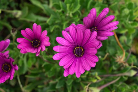 Photo for Several violet daisy flowers on its bush. Tenerife, Canary Islan - Royalty Free Image