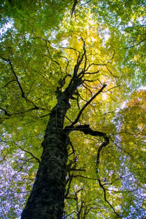 Foto de Bosques de haya del parque nacional de los Abruzos en otoño, Italia - Imagen libre de derechos