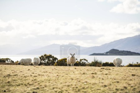 Téléchargez les photos : Moutons dans un champ dans les Highlands écossais - en image libre de droit