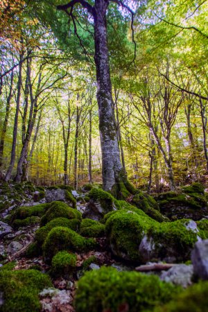 Photo for Beech woods of Abruzzo national park in autumn, Italy - Royalty Free Image