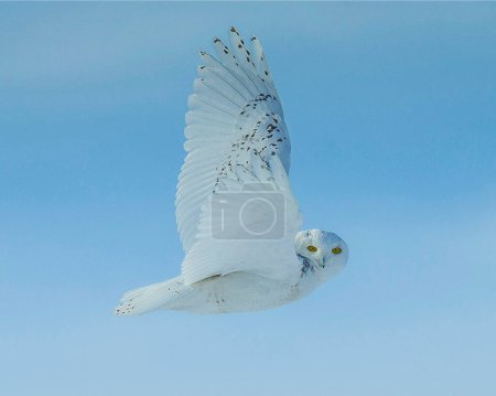 Snowy Owl flies in sky.