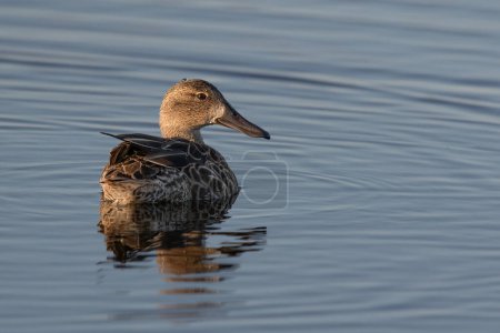 Photo for A Cinnamon Teal in Late Evening - Royalty Free Image