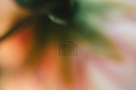 Téléchargez les photos : Vue floue de la fleur de dahlia rose et blanche par derrière - en image libre de droit