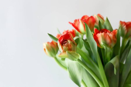 Téléchargez les photos : En forme de pivoine éponge orange-rouge tulipe fleurs bouquet pensionnaire sur fond blanc. Gros plan. Espace de copie texte. - en image libre de droit