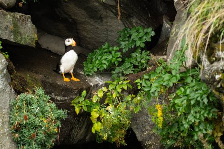 Photo for Horned Puffin Perches in a Rocky Crevice of a Rookery - Royalty Free Image