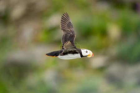 Photo for Horned Puffin (Fratercula corniculata) Flying with Wings Up - Royalty Free Image
