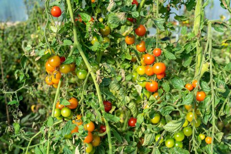 Téléchargez les photos : Tomates biologiques mûres et colorées sur la vigne - en image libre de droit