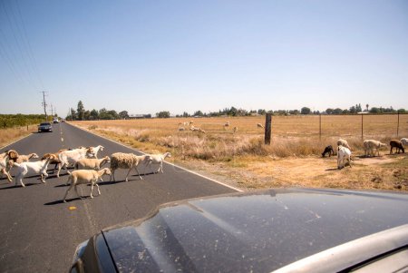Foto de Una manada de cabras detiene el tráfico en una concurrida carretera rural. - Imagen libre de derechos