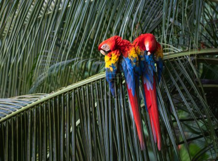 Foto de Par de guacamayos escarlata cebándose en palmera en Costa Rica. - Imagen libre de derechos