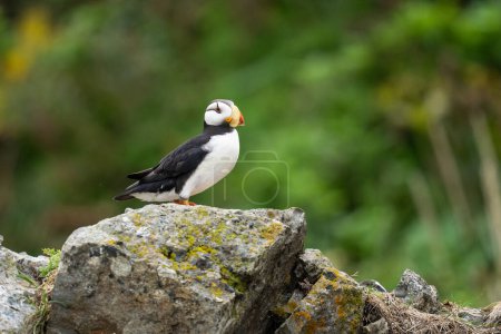 Photo for Horned Puffin (Fratercula corniculata) Perching on a Rock - Royalty Free Image