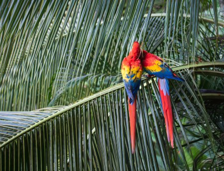 Téléchargez les photos : Paire d'aras écarlates assis sur un palmier au Costa Rica. - en image libre de droit