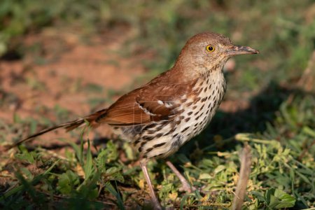 Photo for A Brown Thrasher Pauses Along the Ground - Royalty Free Image