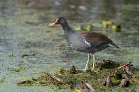 Photo for A common gallinule perched on a wetland island. - Royalty Free Image