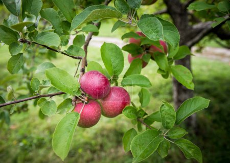 Photo for Close up of bunch of ripe red apples on a branch of an apple tree. - Royalty Free Image