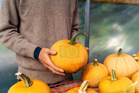 Photo for Farmer with colorful orange organic pumpkin - Royalty Free Image