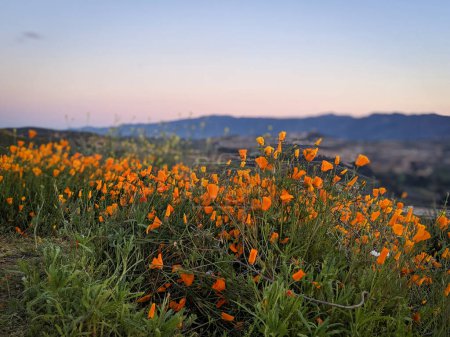 Photo for Dusk over poppies during the superbloom in California - Royalty Free Image