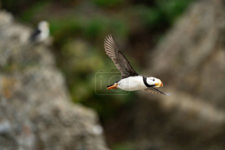 Foto de Un frailecillo con cuernos vuela a través de una isla rocosa Puffin Rookery - Imagen libre de derechos