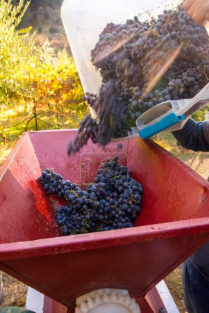Téléchargez les photos : Les raisins sont versés dans la trémie d'un vin di-stemmer. - en image libre de droit