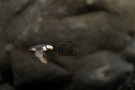 Téléchargez les photos : Macareux moine (Fratercula corniculata) volant au-delà des rochers de l'île - en image libre de droit