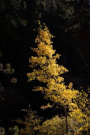 Photo for Aspen tree in the fall in Frisco, Colorado - Royalty Free Image