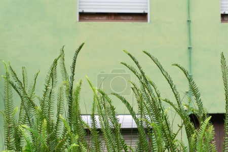 Téléchargez les photos : Fougère poussant devant le mur vert du fond du bâtiment - en image libre de droit