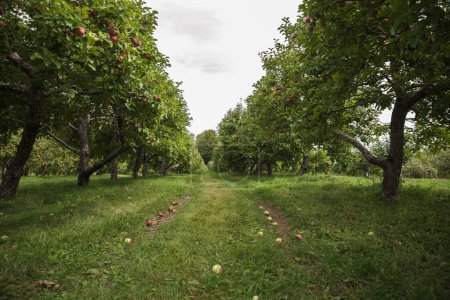 Photo for Rows of apple trees in a apple orchard with apples on the ground. - Royalty Free Image