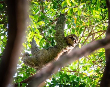 Téléchargez les photos : Sloth pendu à une branche d'arbre dans la jungle du Costa Rica. - en image libre de droit