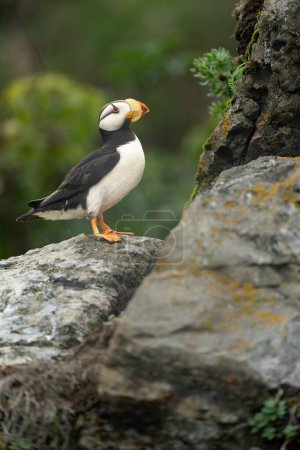 Photo for Portrait of a Horned Puffin on Rocks - Royalty Free Image