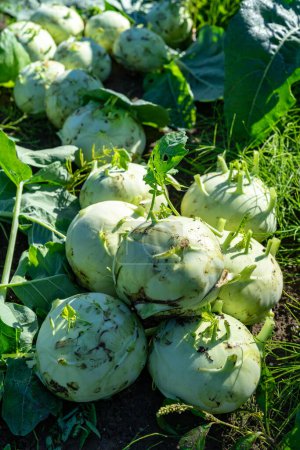 Photo for Trimmed kohlrabi during fall harvest - Royalty Free Image
