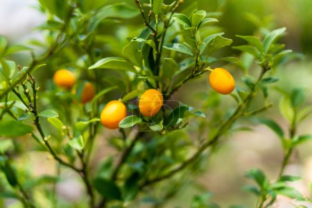 Foto de Cítricos anaranjados en un árbol Kumquat - Imagen libre de derechos