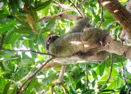 Foto de Pereza tendida en una rama de árbol en la selva de Costa Rica. - Imagen libre de derechos