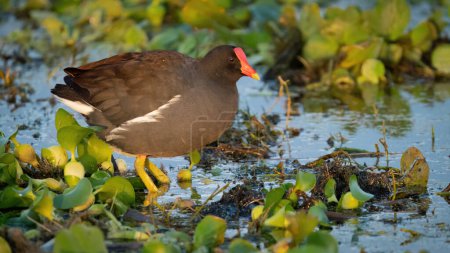 Photo for A common gallinule perchedin a wetland. - Royalty Free Image