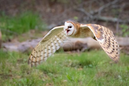 Photo for A british barn owl flying through the forest - Royalty Free Image