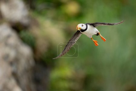 Photo for Horned Puffin (Fratercula corniculata) in Flight - Royalty Free Image