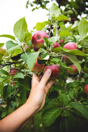 Foto de Acercamiento de una mano recogiendo una manzana de un árbol en un huerto. - Imagen libre de derechos