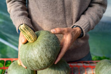 Photo for Farmer with colorful green organic pumpkin - Royalty Free Image