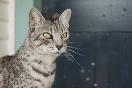 Foto de Primer plano de gato doméstico manchado gris y blanco - Imagen libre de derechos