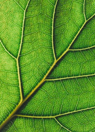 Photo for Close up of details and veins in bright green fiddle leaf fig leaf. - Royalty Free Image