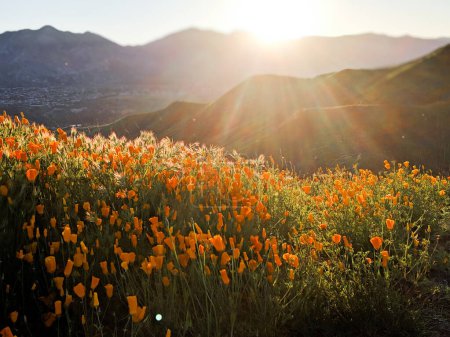 Foto de Amapolas al atardecer durante la superfloración en California - Imagen libre de derechos