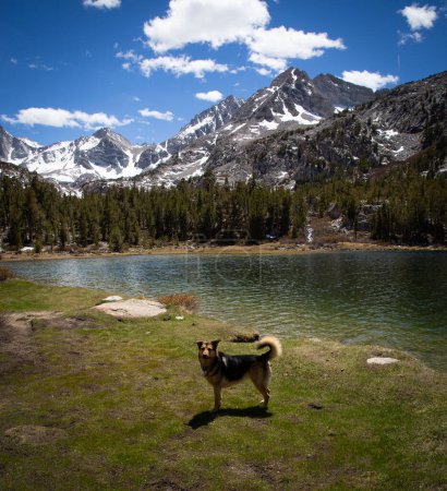 Téléchargez les photos : Chien en randonnée dans l'est de la Sierra - en image libre de droit