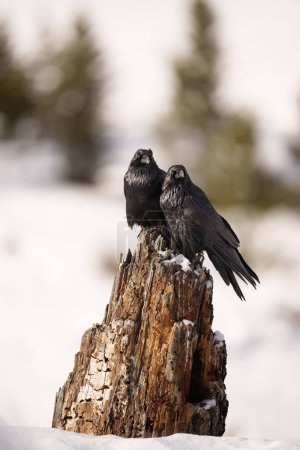 Foto de Par de cuervos encaramados en un enganche - Imagen libre de derechos