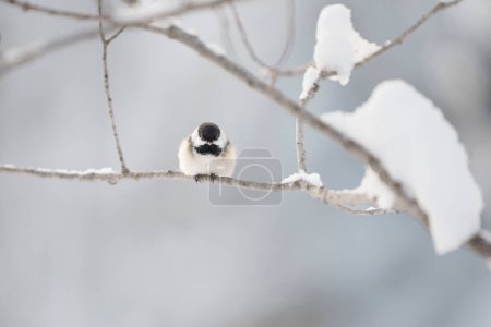 Foto de Una gallina de capa negra se posa en una rama nevada en el invierno - Imagen libre de derechos