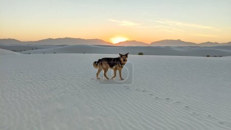 Photo for Dog at White Sands, New Mexico at Sunset - Royalty Free Image