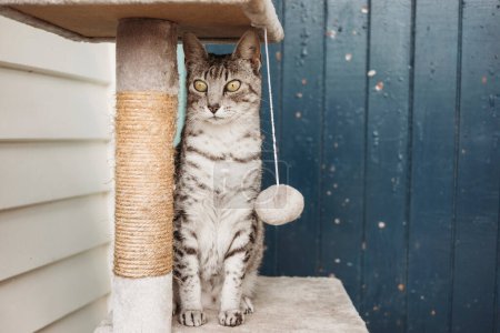 Téléchargez les photos : Chat domestique tacheté gris et blanc assis sur un poteau à gratter - en image libre de droit