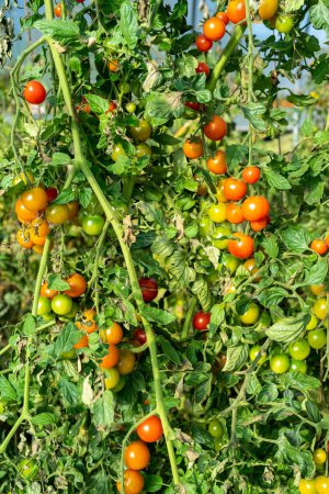 Foto de Herencia de tomates orgánicos coloridos maduros en la vid - Imagen libre de derechos