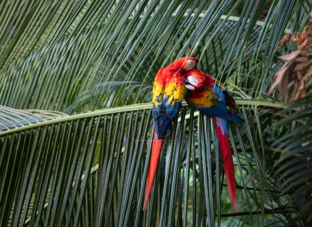 Téléchargez les photos : Paire d'aras écarlates poussant sur palmier au Costa Rica. - en image libre de droit