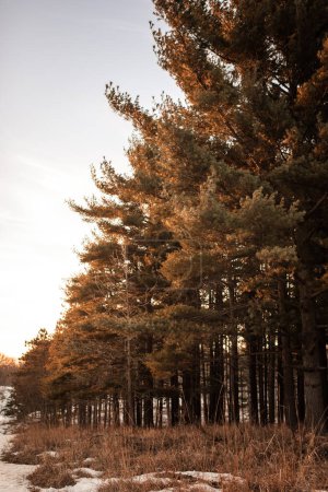 Téléchargez les photos : Forêt de pins linéaires ou d'arbres à feuilles persistantes par l'herbe beige et la neige au coucher du soleil - en image libre de droit