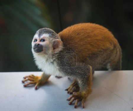 Téléchargez les photos : Gros plan du singe écureuil assis sur la corniche au Costa Rica. - en image libre de droit